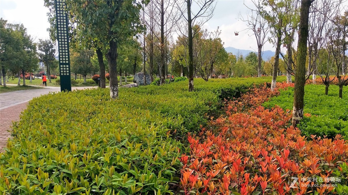 歙州广场之春花烂漫