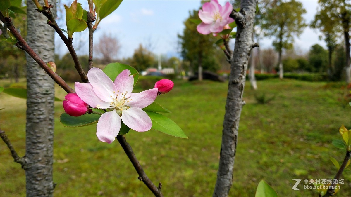 歙州广场之春花烂漫