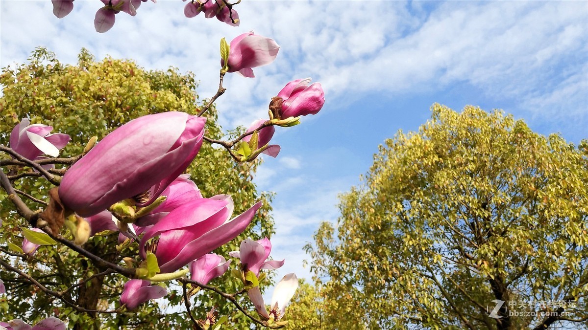 歙州广场之春花烂漫