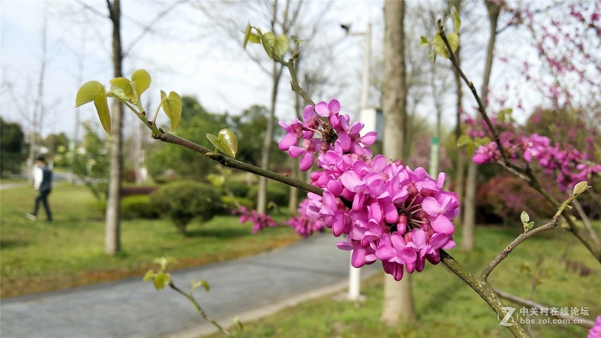 歙州广场之春花烂漫