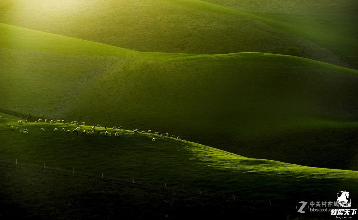 蜂摄天下——新疆天山天池