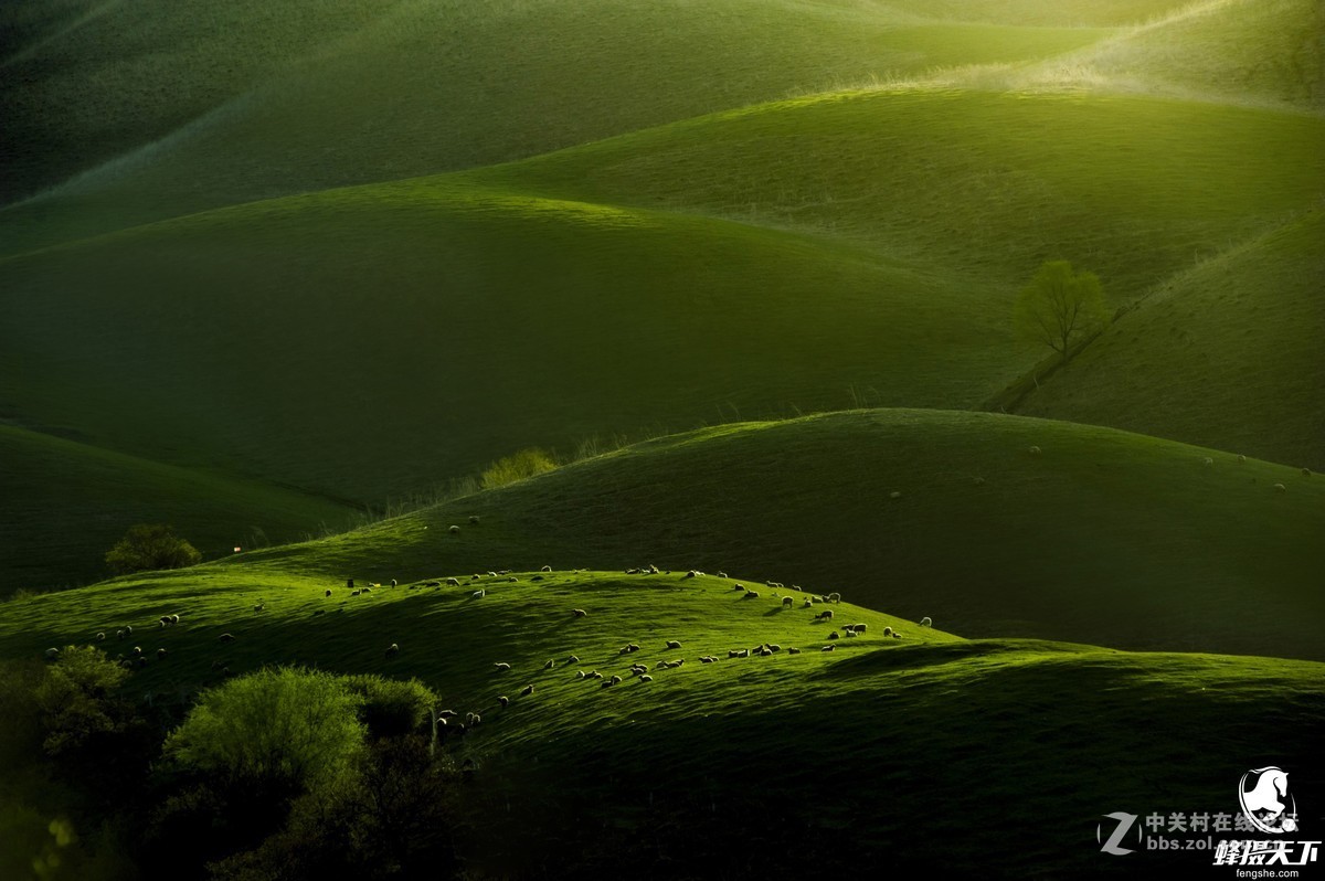 蜂摄天下——新疆天山天池