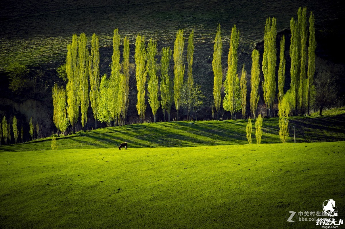 蜂摄天下——新疆天山天池