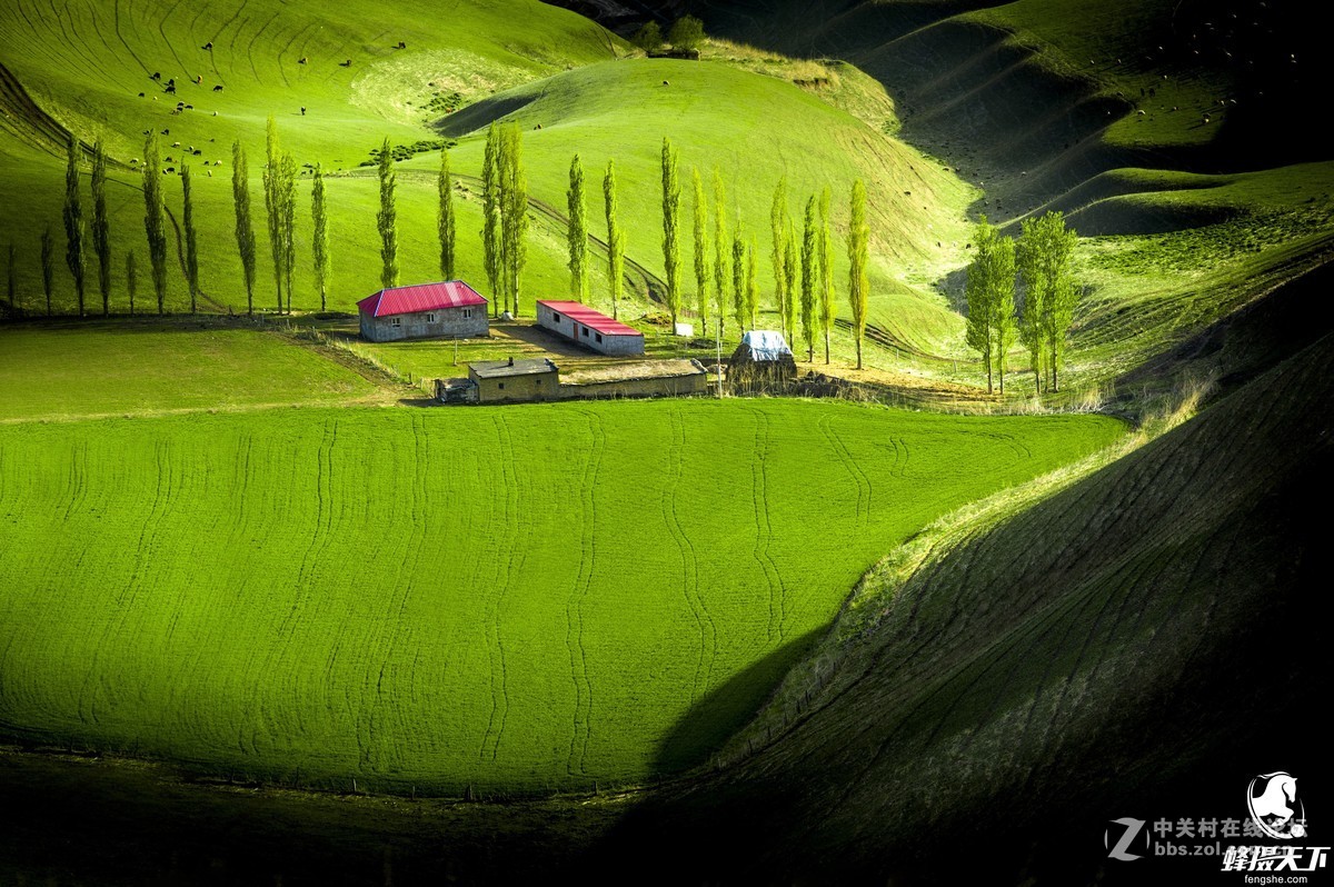 蜂摄天下——新疆天山天池