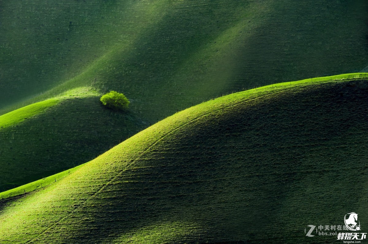 蜂摄天下——新疆天山天池