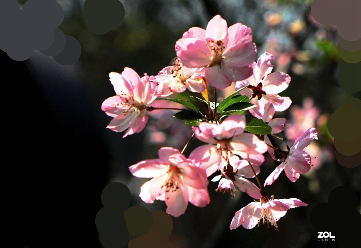 玉田水库海棠花盛开