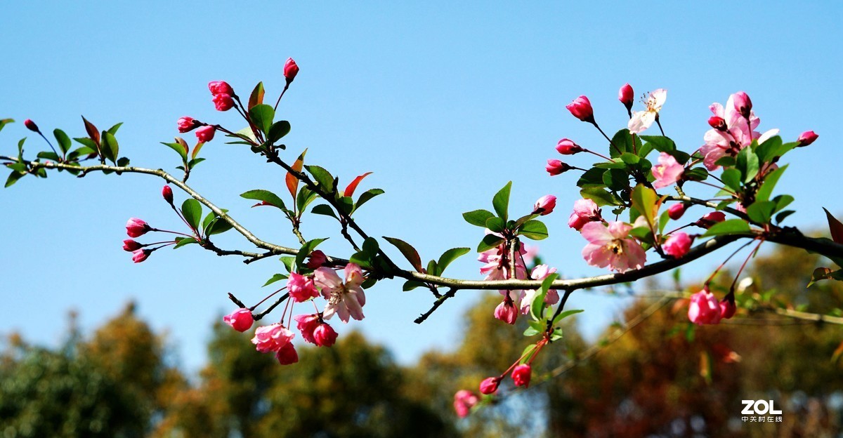 玉田水库海棠花盛开