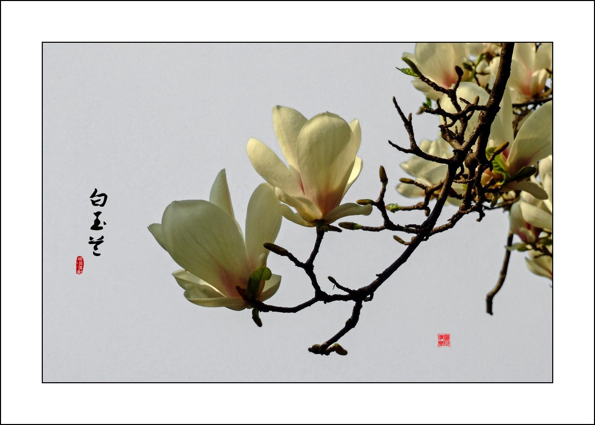 玉兰