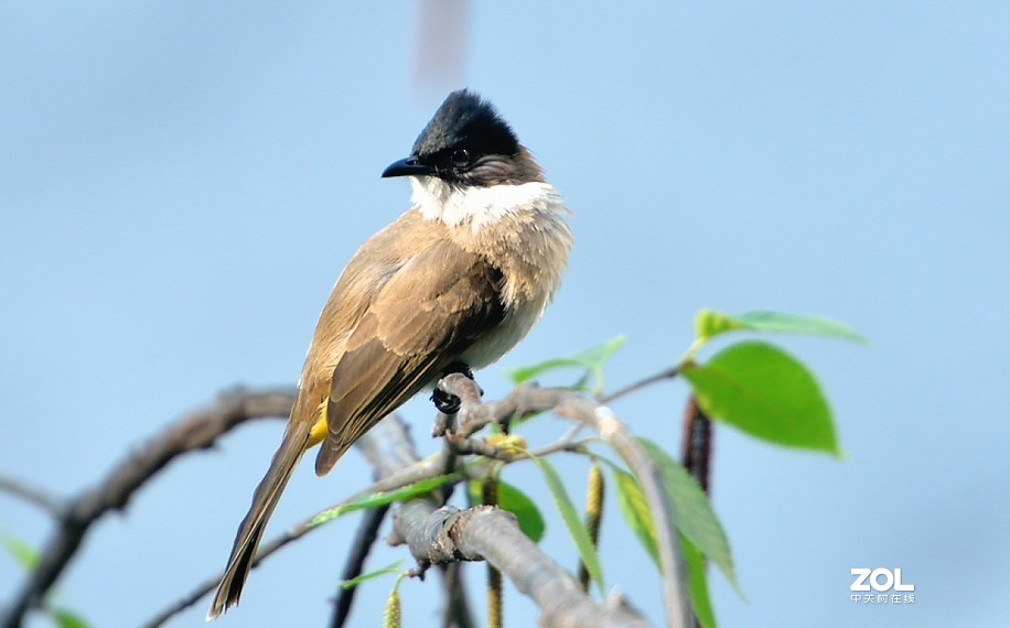 野拍：沼泽山雀.....