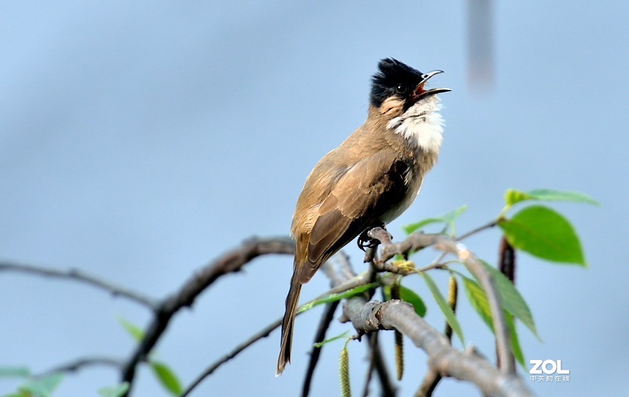 野拍：沼泽山雀.....
