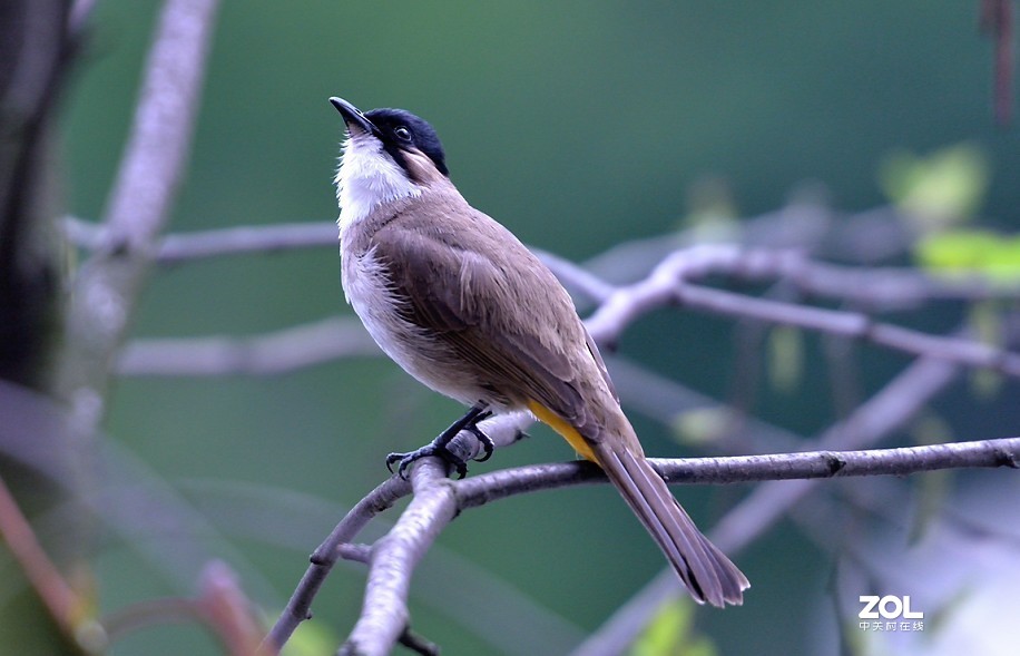 野拍：沼泽山雀.....