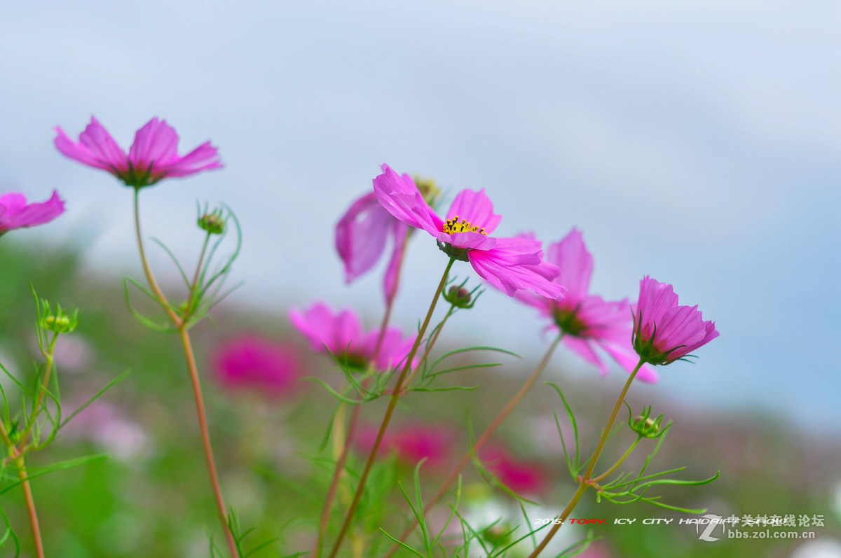 花  海 （美丽的格桑花）