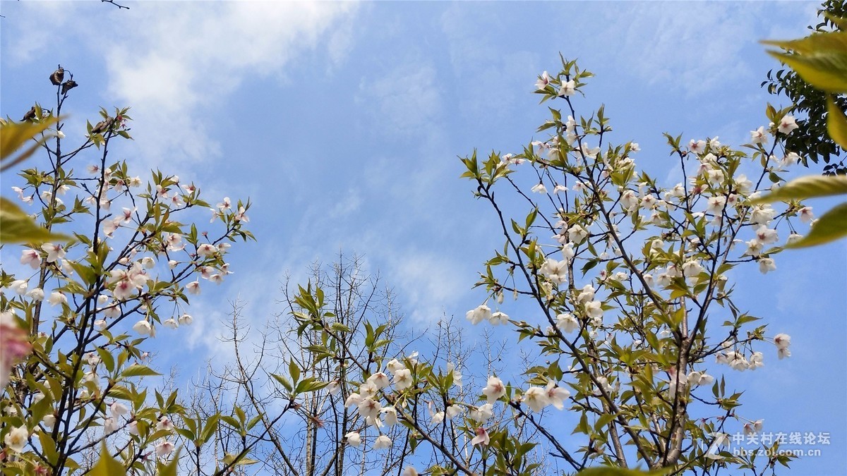 歙州广场之春花烂漫