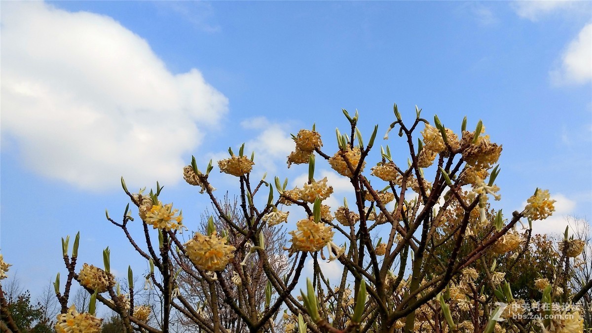 歙州广场之春花烂漫