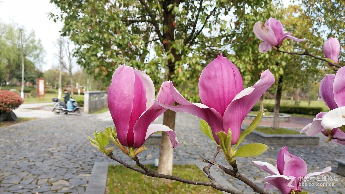 歙州广场之春花烂漫