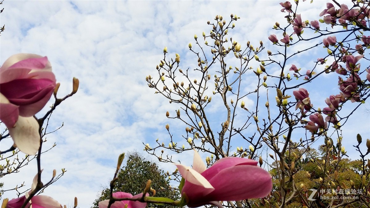 歙州广场之春花烂漫