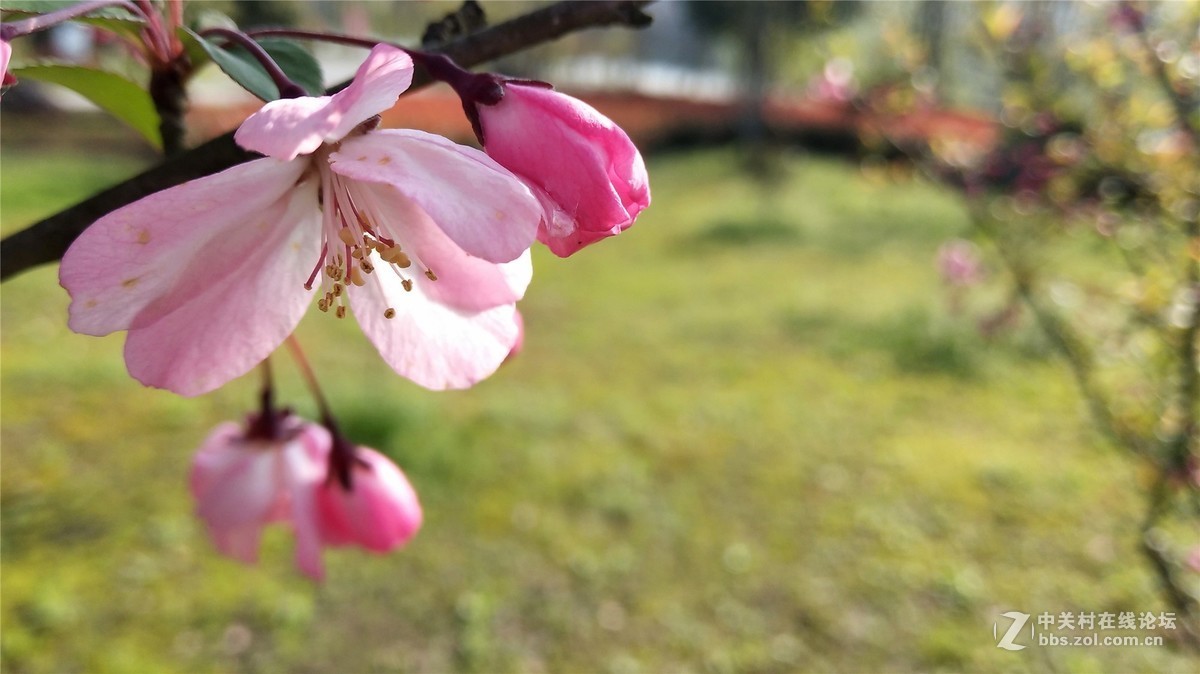 歙州广场之春花烂漫
