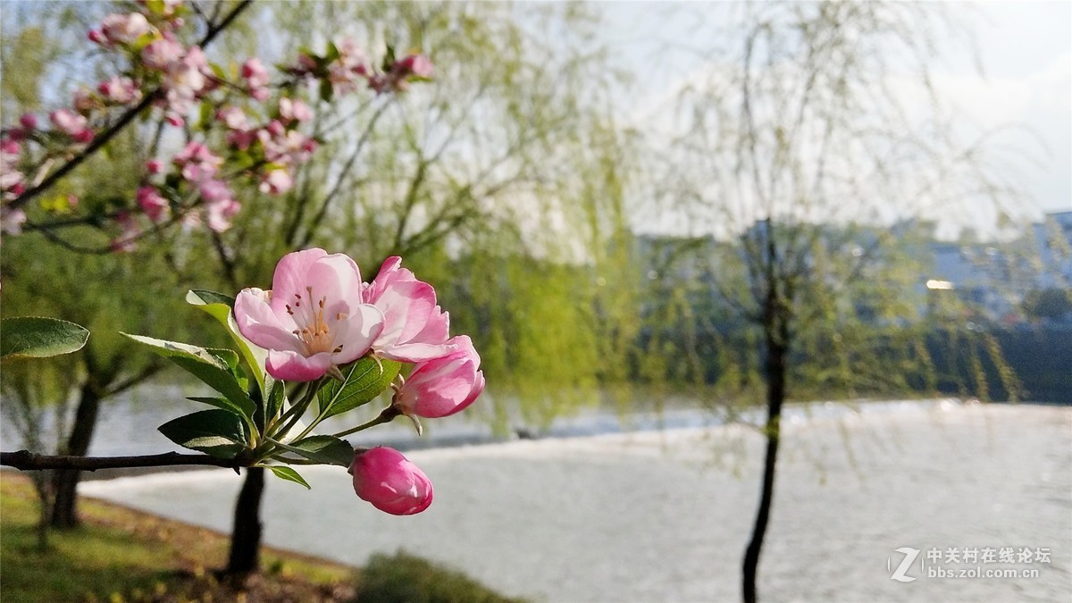 歙州广场之春花烂漫