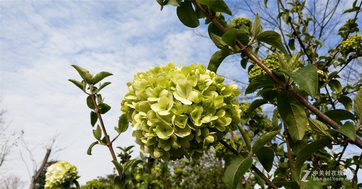 歙州广场之春花烂漫