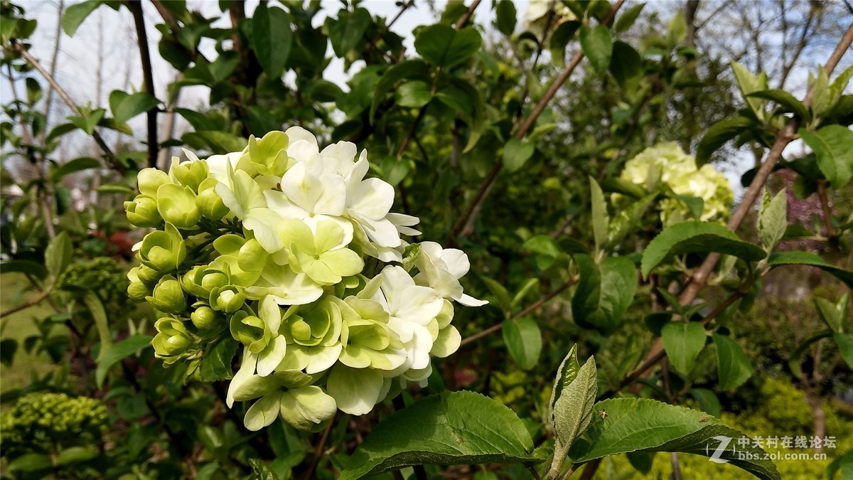 歙州广场之春花烂漫