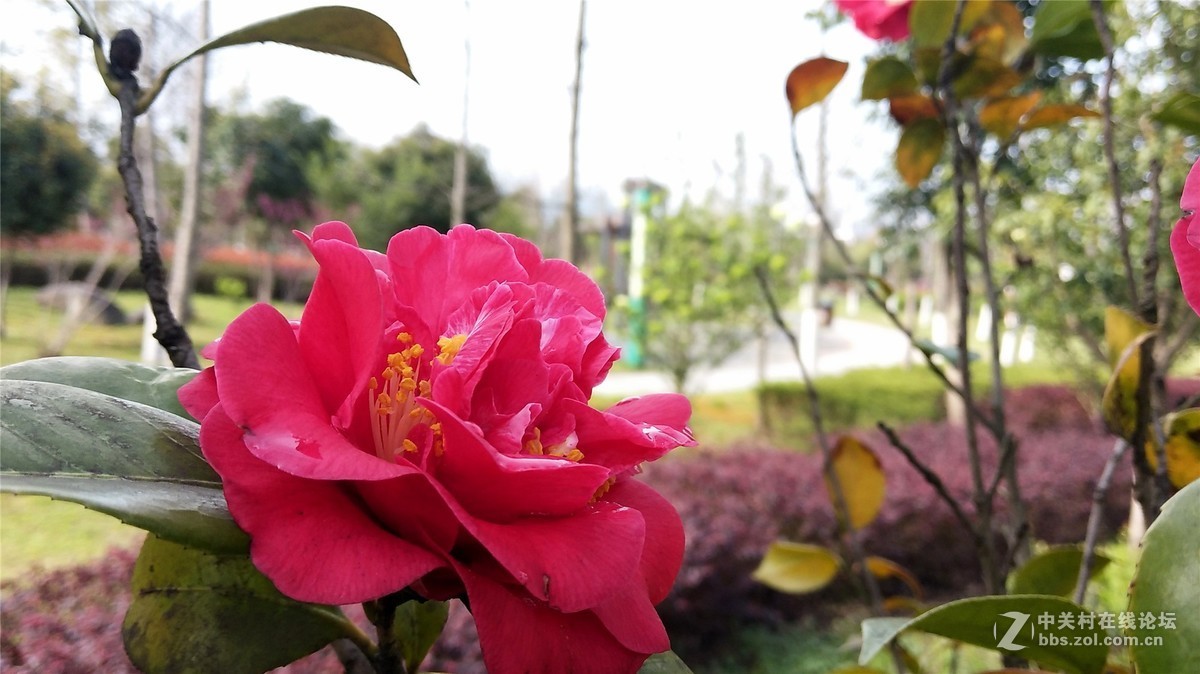 歙州广场之春花烂漫