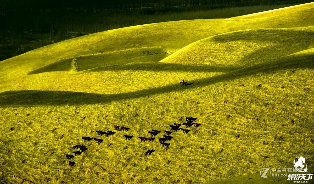 蜂摄天下——新疆天山天池