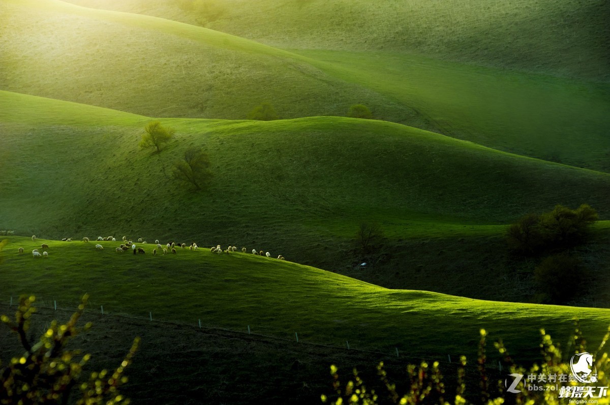 蜂摄天下——新疆天山天池