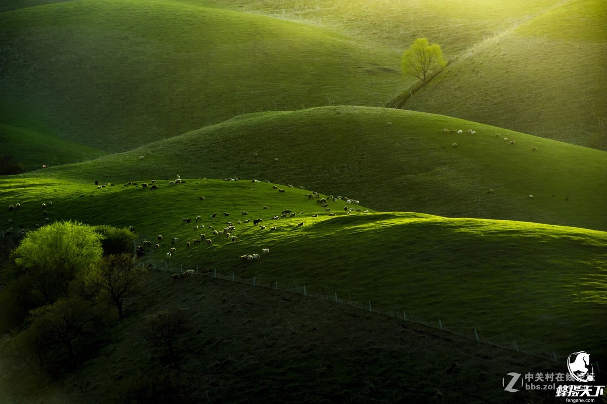 蜂摄天下——新疆天山天池