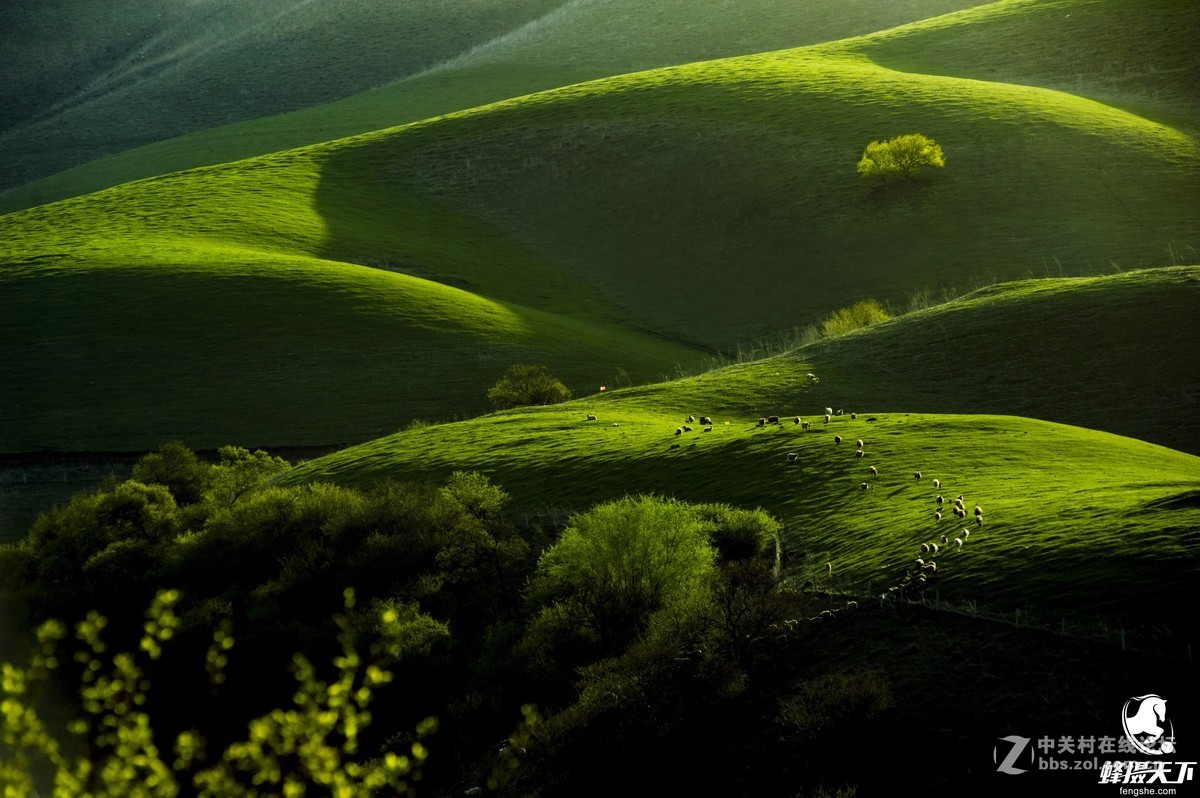 蜂摄天下——新疆天山天池