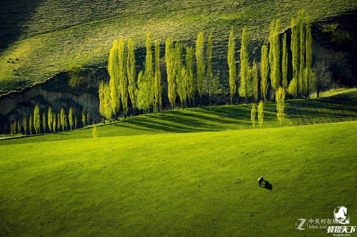 蜂摄天下——新疆天山天池