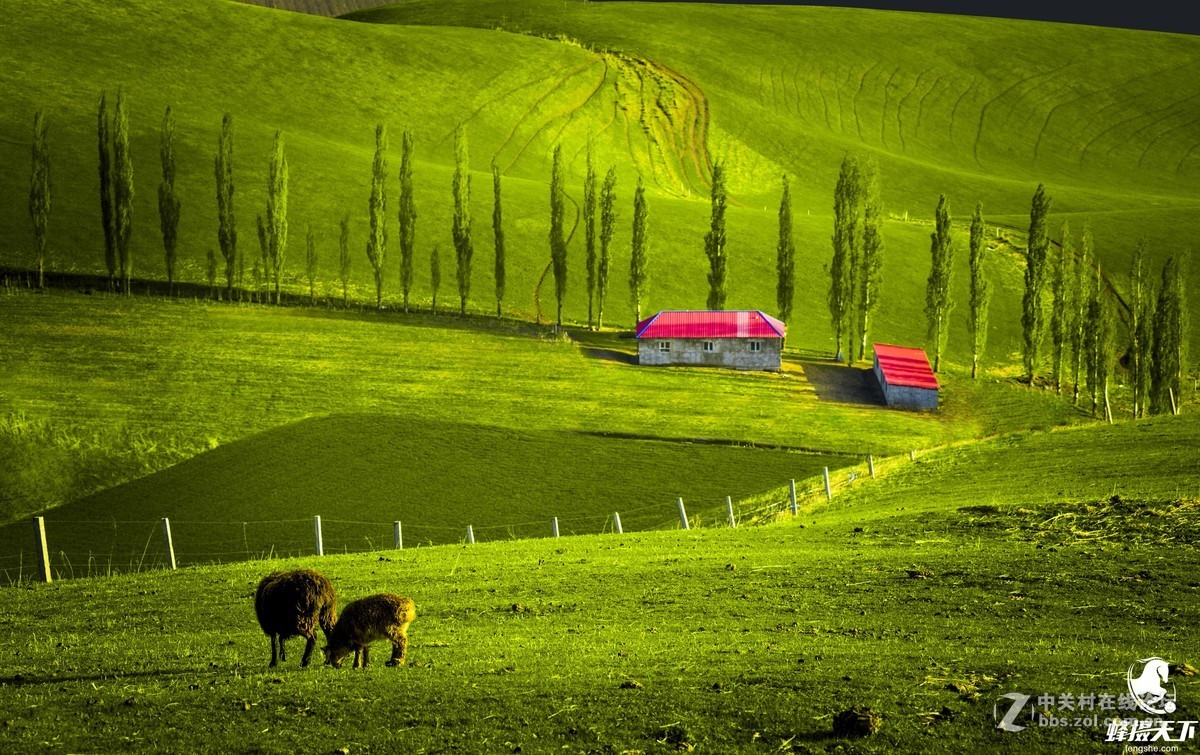 蜂摄天下——新疆天山天池