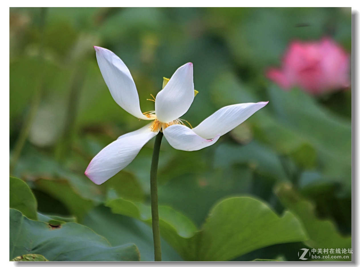 新浜镇拍荷1