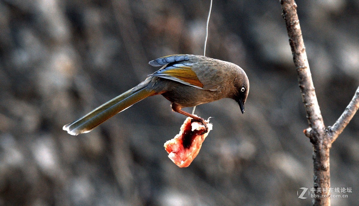 深山老林中的漂亮小鸟