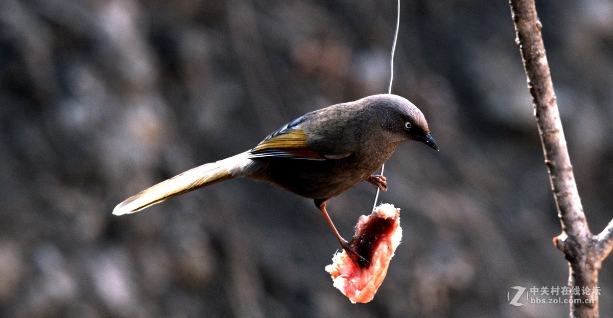 深山老林中的漂亮小鸟