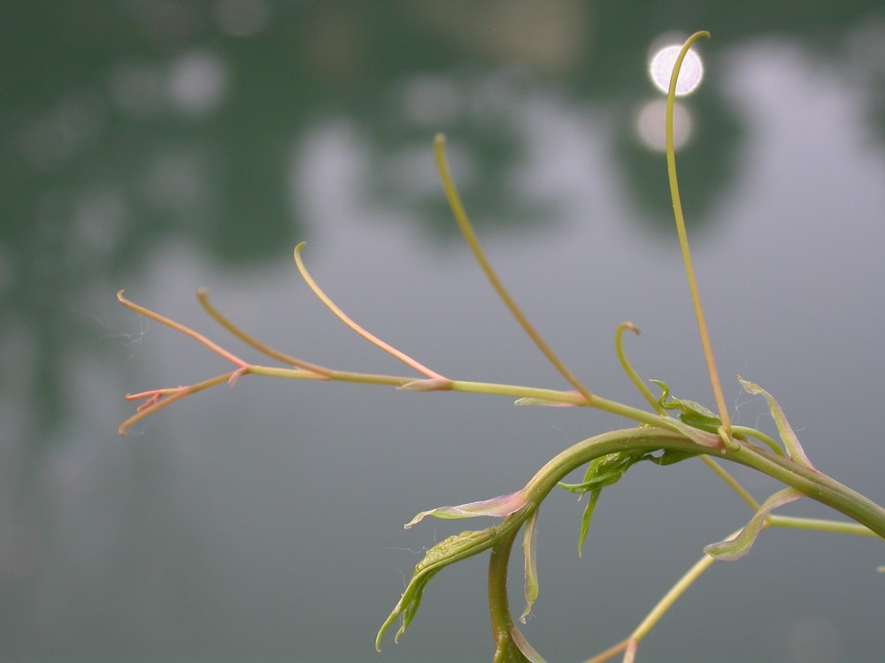 [尼康E4500]老机新拍一组花草