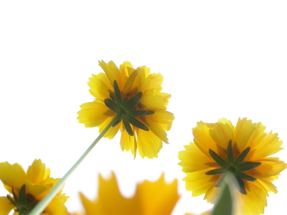 [尼康E4500]老机新拍一组花草