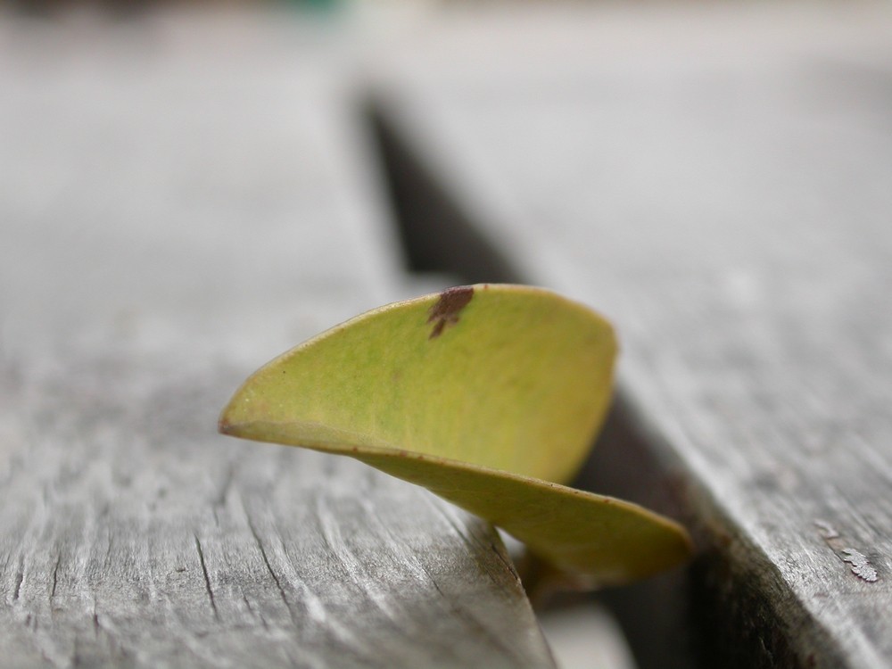 [尼康E4500]老机新拍一组花草