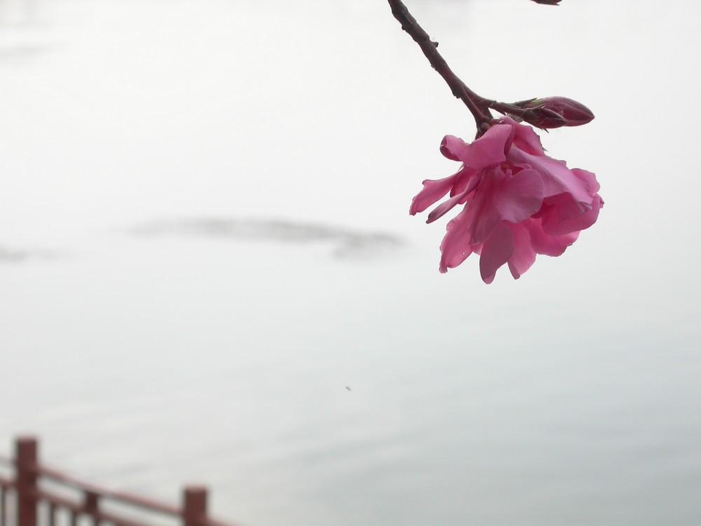 [尼康E4500]老机新拍一组花草