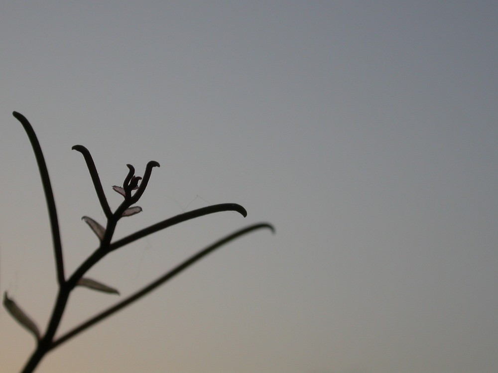 [尼康E4500]老机新拍一组花草