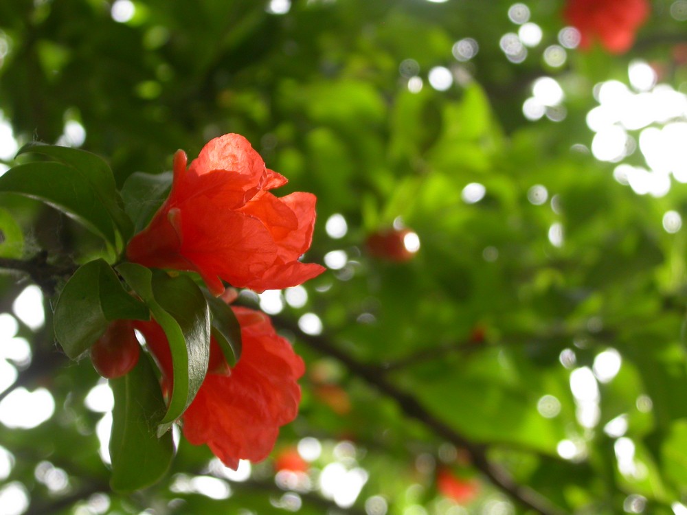 [尼康E4500]老机新拍一组花草