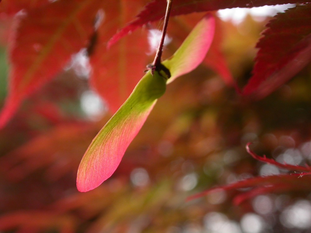[尼康E4500]老机新拍一组花草