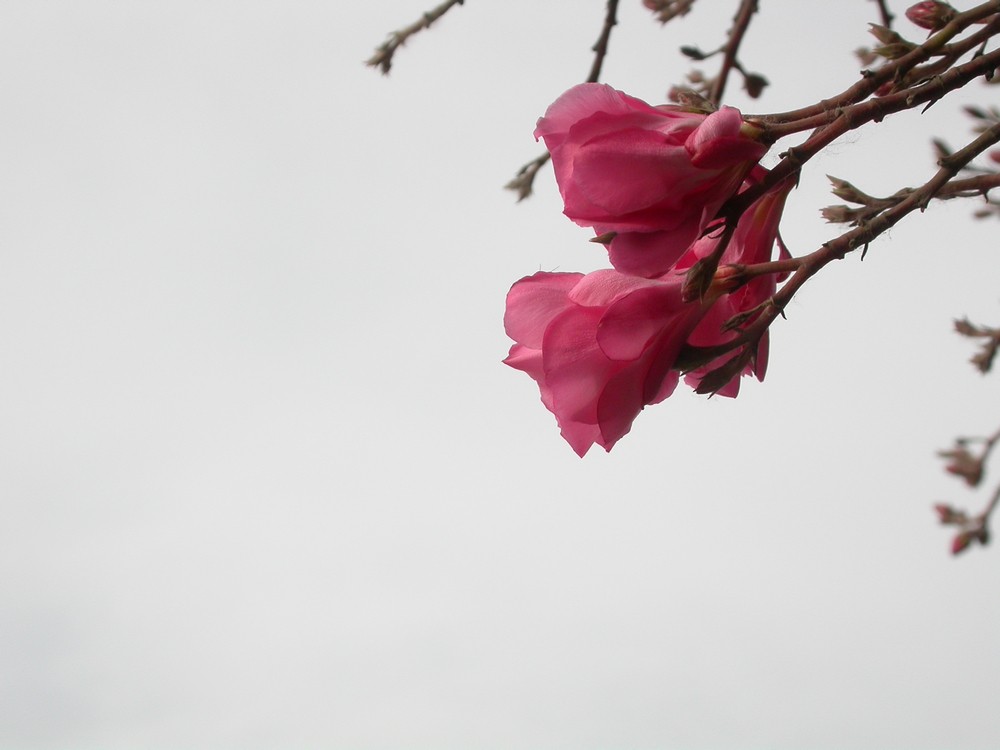 [尼康E4500]老机新拍一组花草