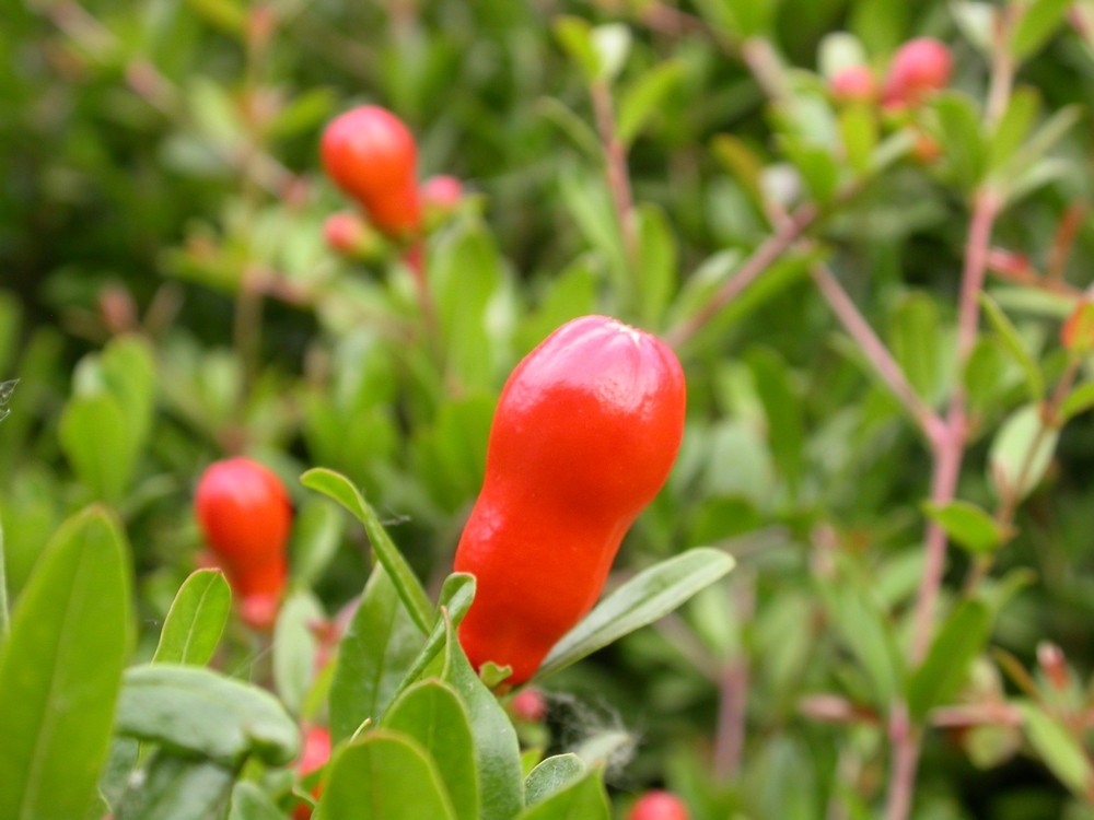 [尼康E4500]老机新拍一组花草