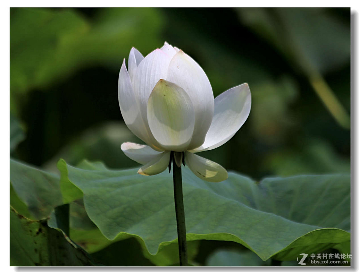 新浜镇拍荷1