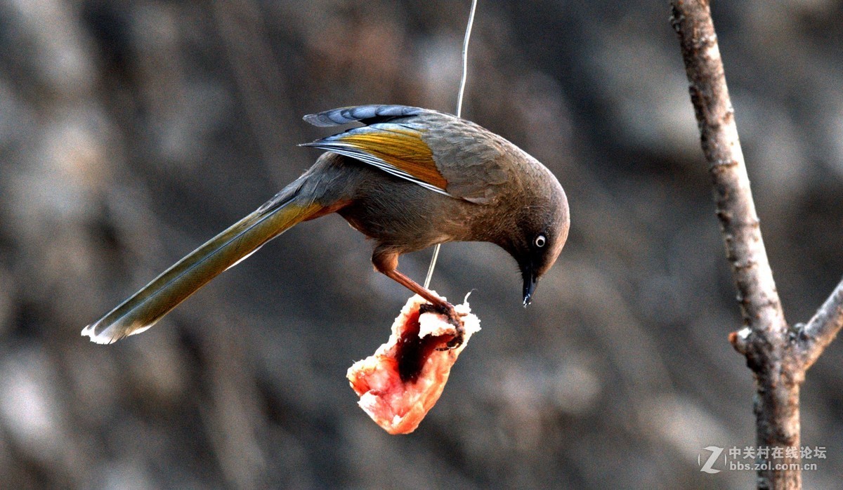 深山老林中的漂亮小鸟
