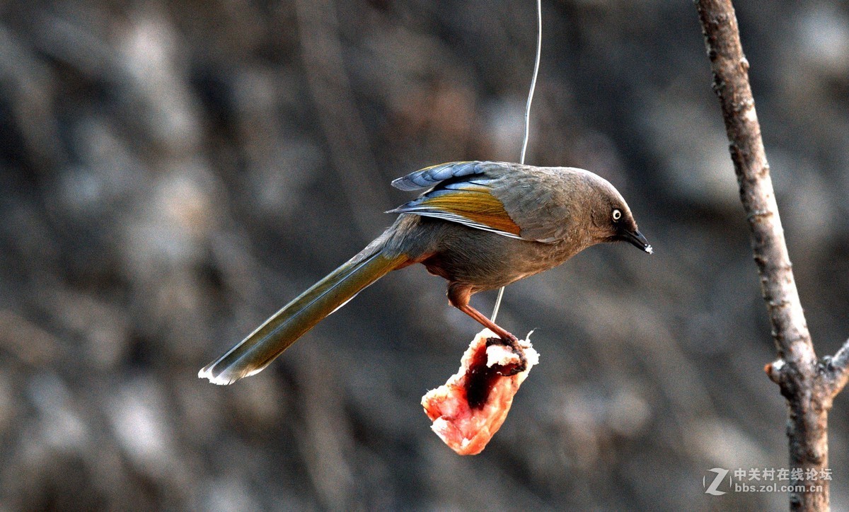 深山老林中的漂亮小鸟