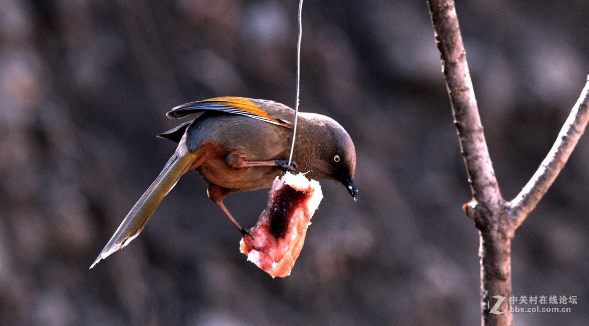深山老林中的漂亮小鸟