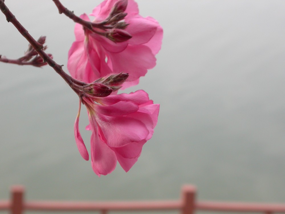 [尼康E4500]老机新拍一组花草