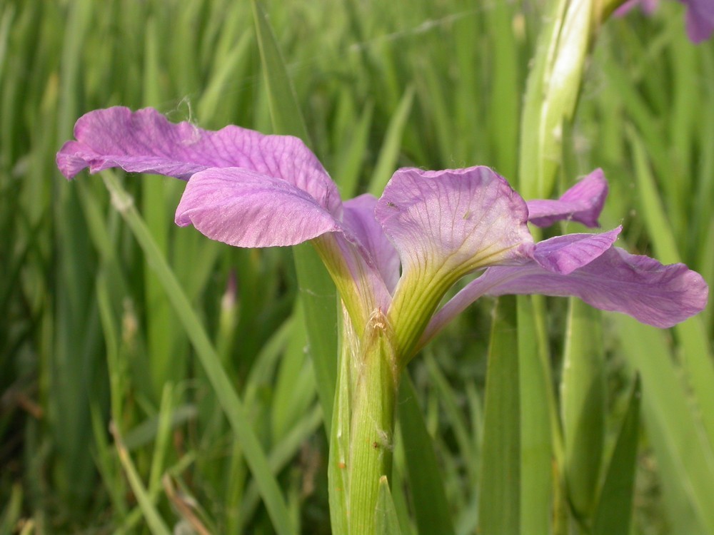 [尼康E4500]老机新拍一组花草