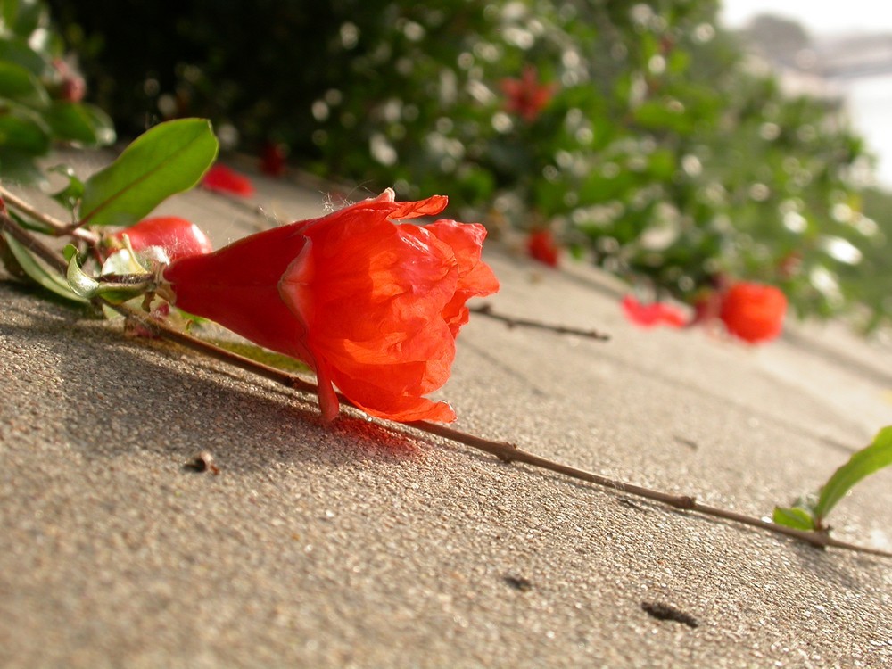 [尼康E4500]老机新拍一组花草